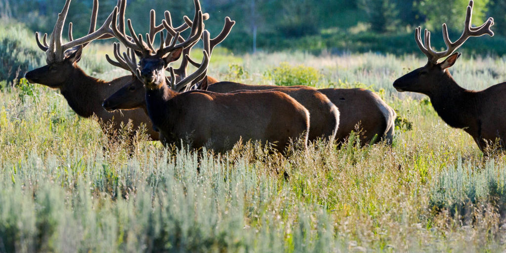 elk_wandering A herd of elk wander through sagebrush